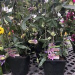 9" Passion Flower w/trellis 33"