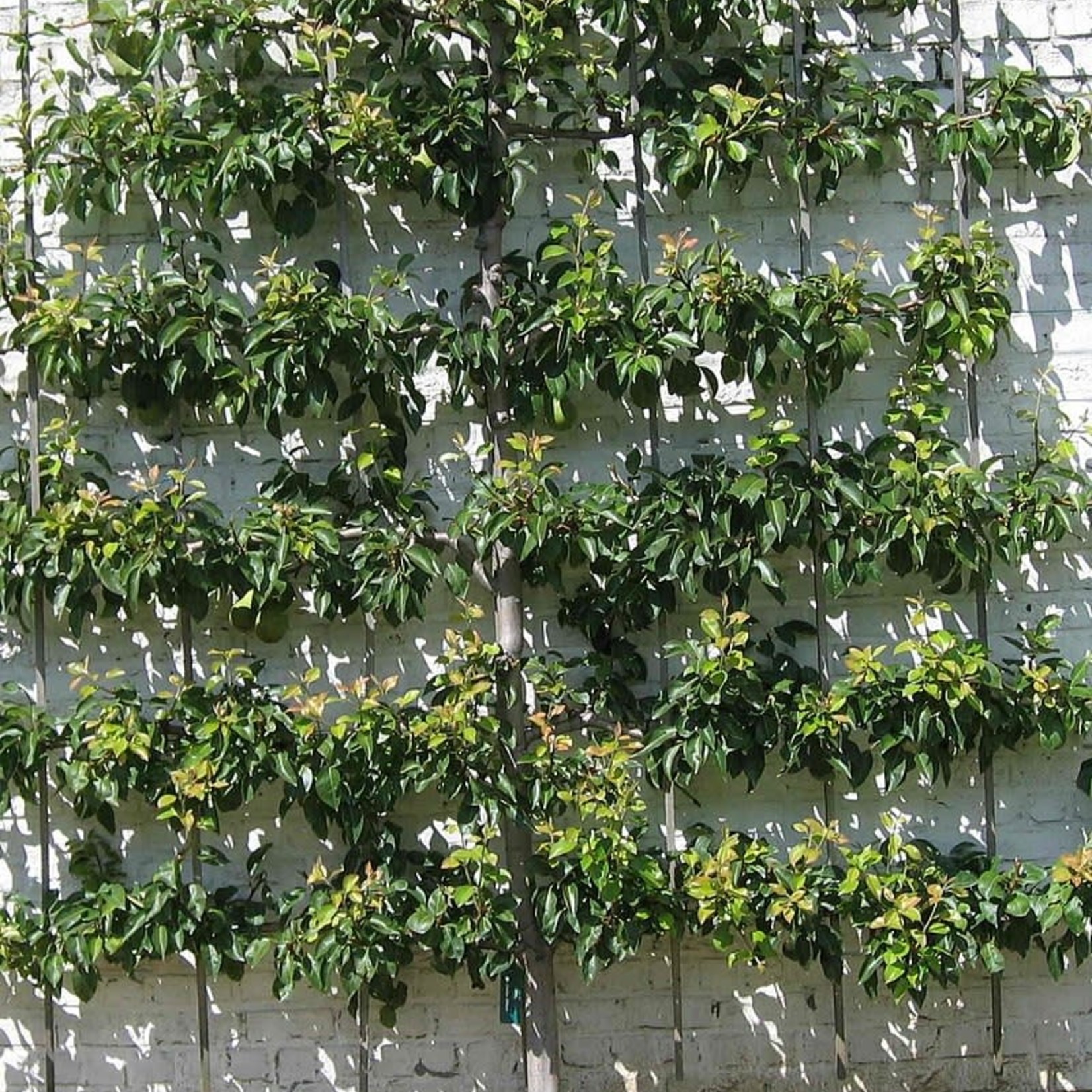 Apple Combo Espalier 7G