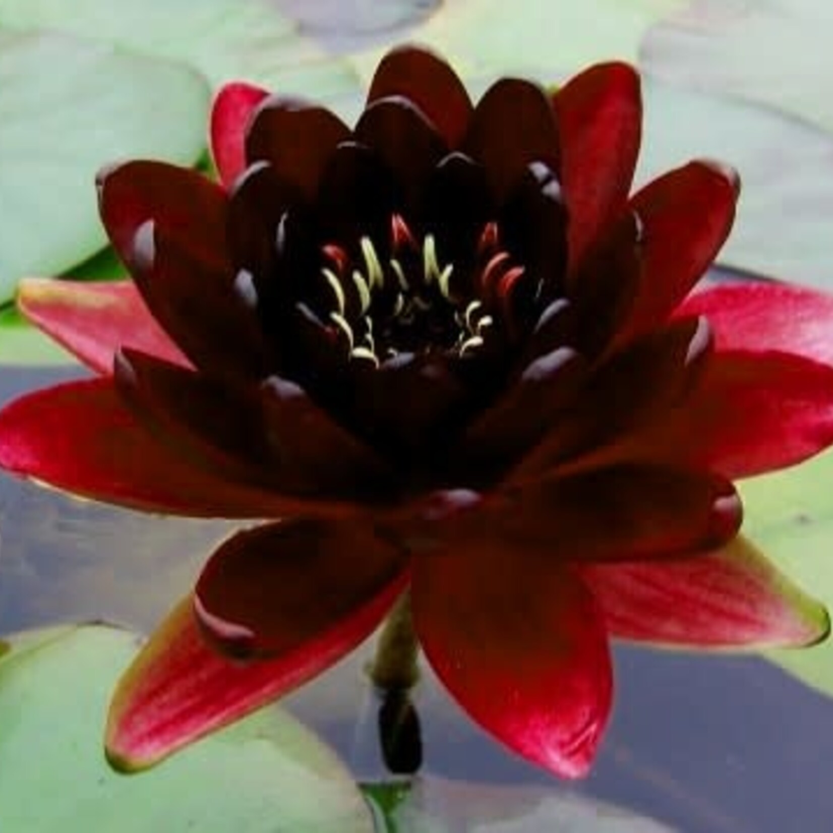 WP Hardy Lily Black Princess- Dark Red 8"