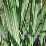 WP Hardy Cattail Variegated 4"