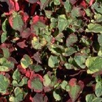 WP Hardy Houttuynia Chameleon Plant 4"