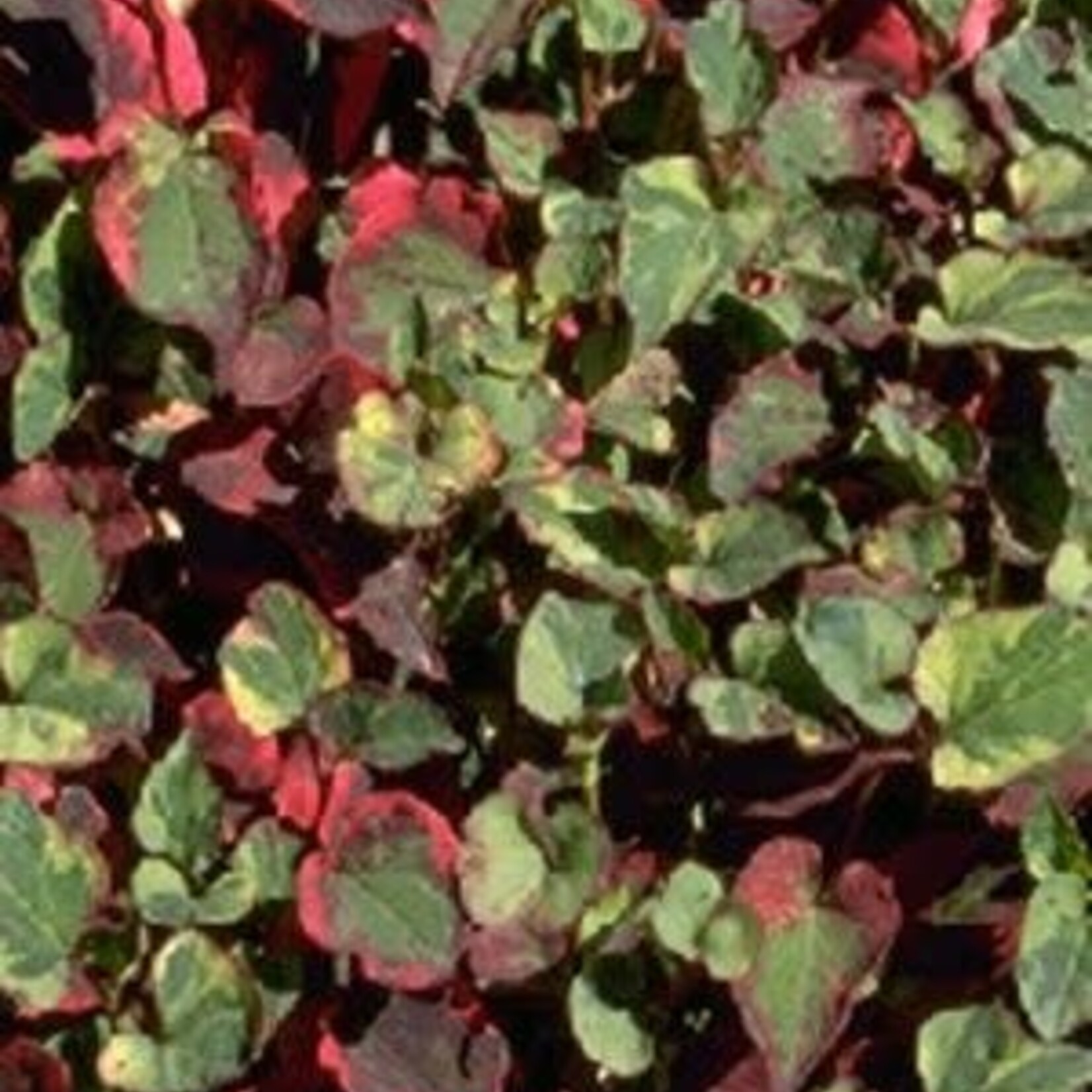 WP Hardy Houttuynia Chameleon Plant 4"