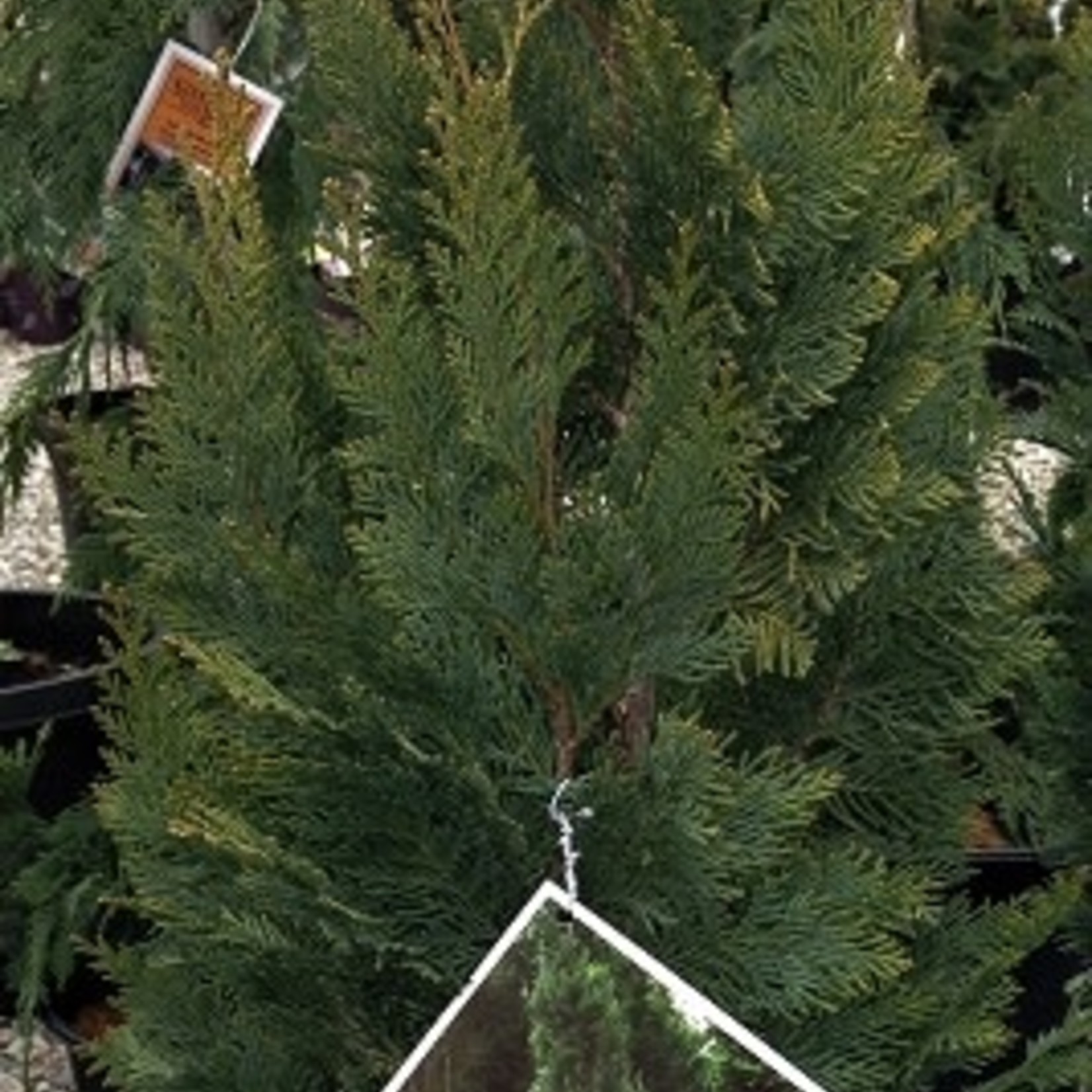 False Cypress Lawsoniana  PinPoint Blue 2G