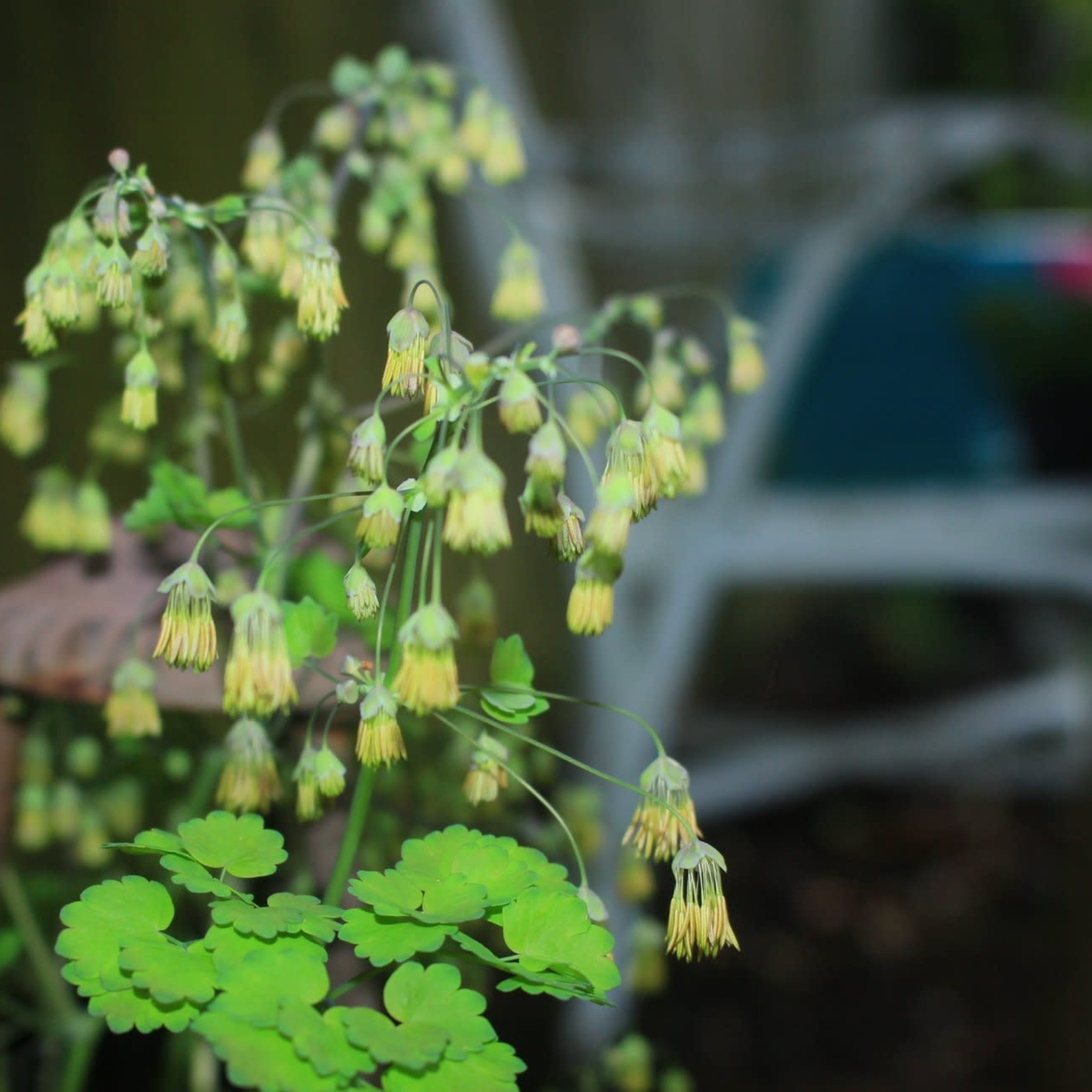 Canadian Columbine (pea pot)