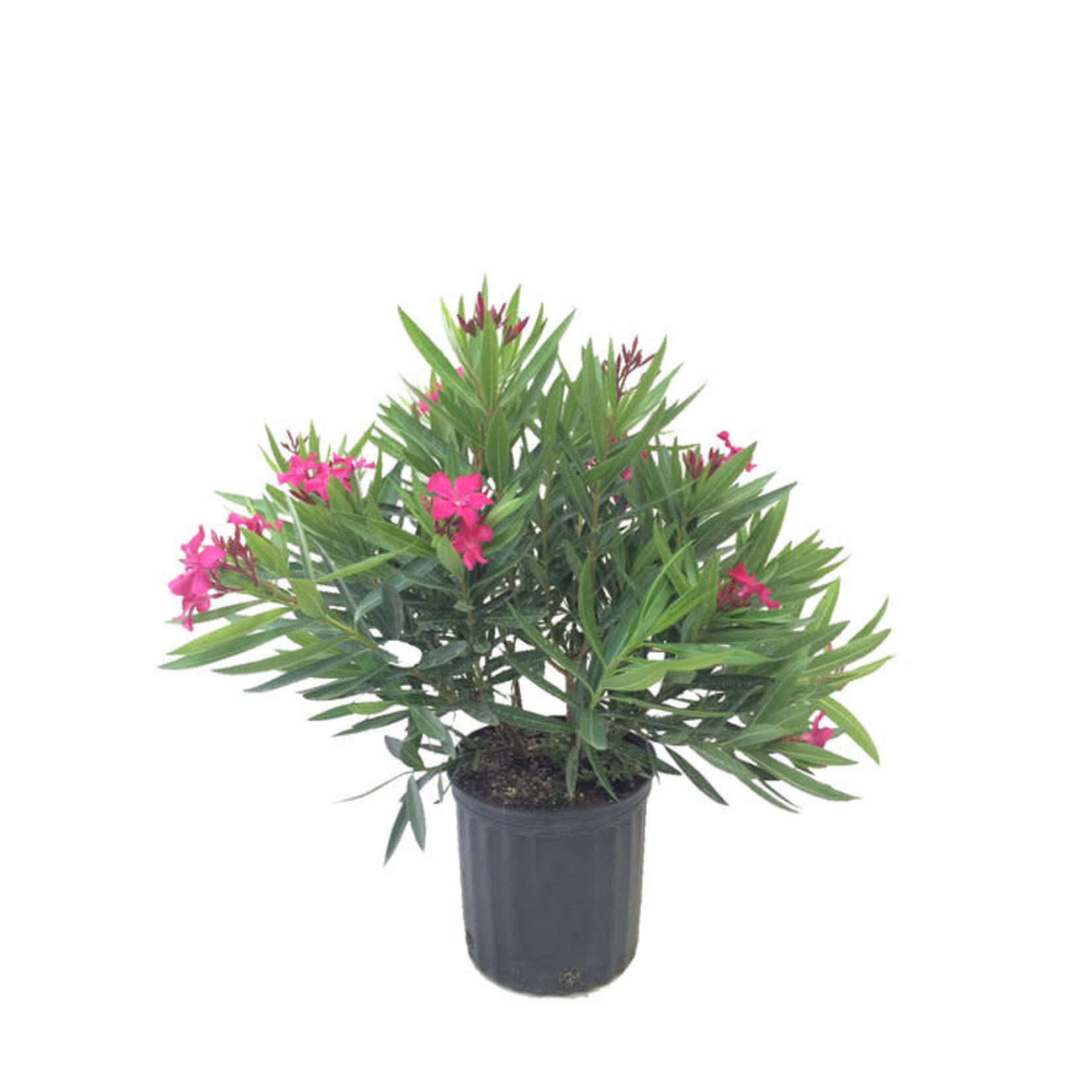 10" Nerium Oleander Bush