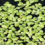 WP Duckweed