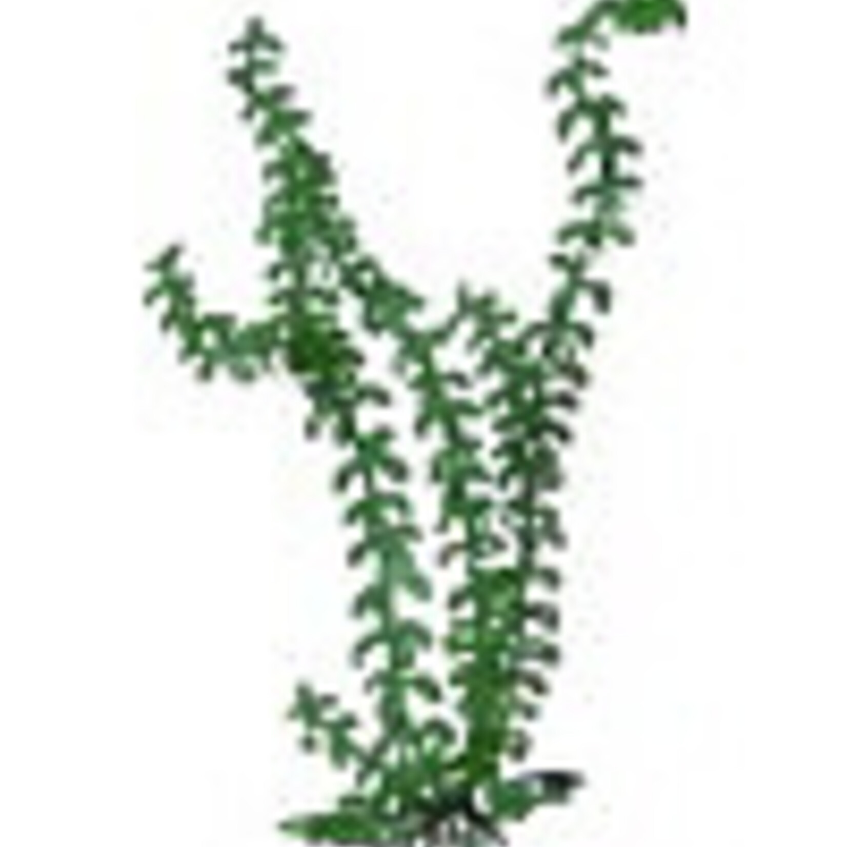 WP  Elodea- Bagged  cutting