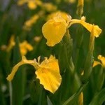 WP Hardy Yellow Iris Shallow 4"