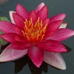 WP Hardy Lily Indiana 8"