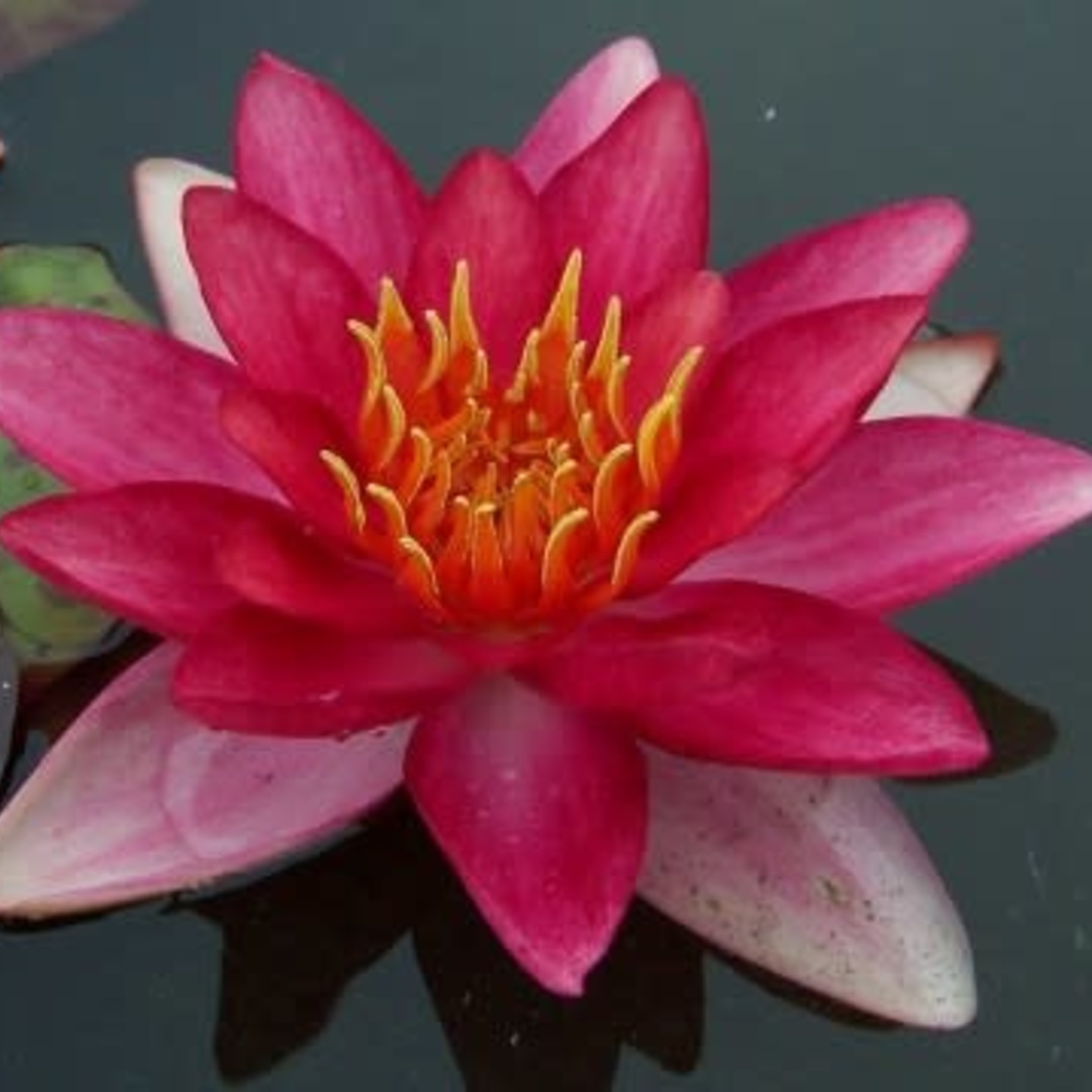 WP Hardy Lily Indiana 8"