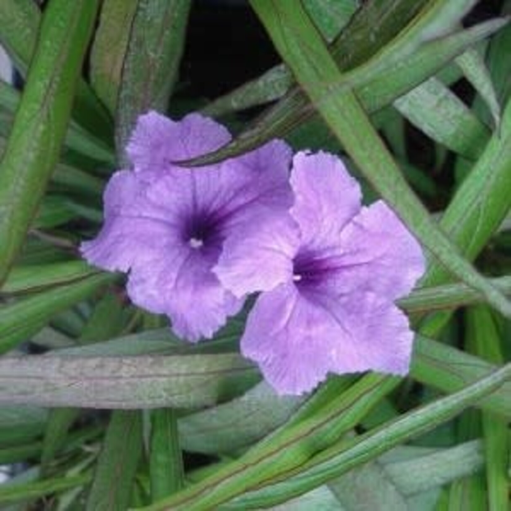 WP Tropical Dwarf Blue Bells- Katie 4"