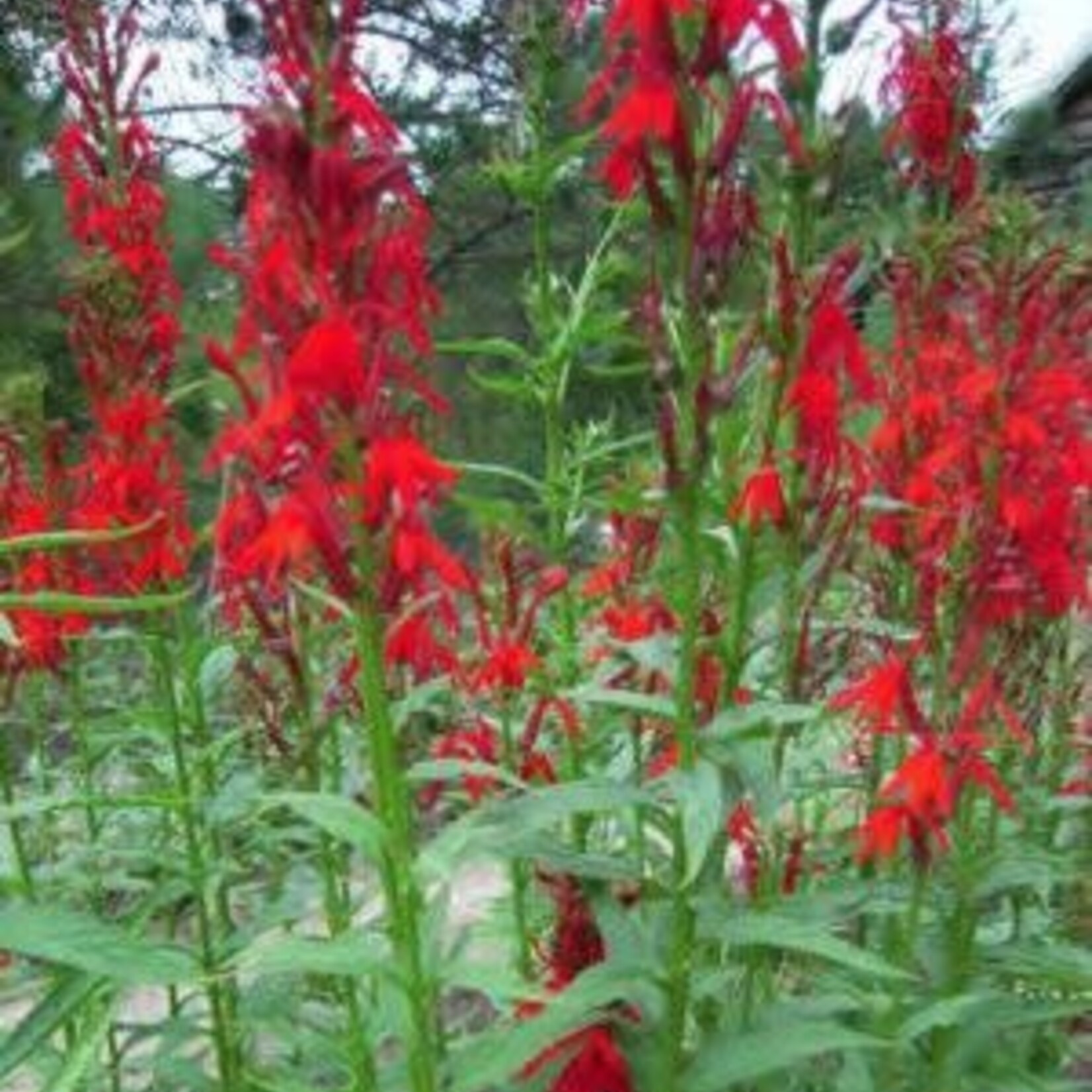 WP Hardy Cardinal Flower 4"