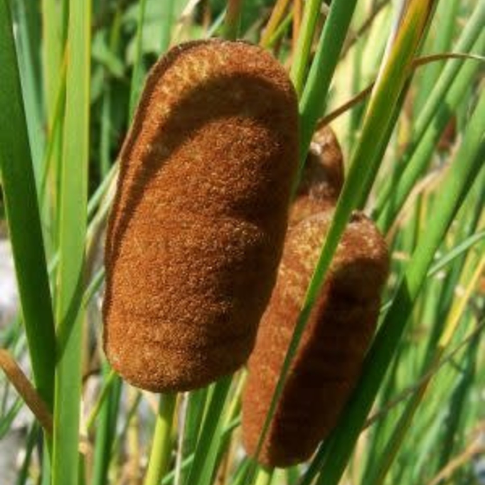WP Hardy Dwarf Cattail 4"