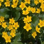WP Hardy- Marsh Marigold  4"