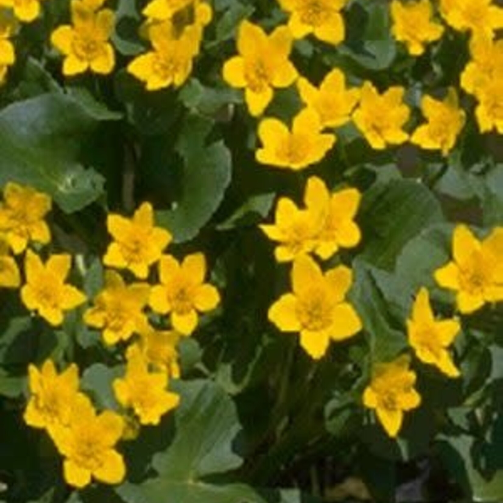 WP Hardy- Marsh Marigold 4"