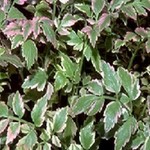 WP Hardy Water Celery Variegated- Flamingo 4"