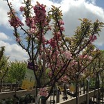 CRABAPPLE  'CORALBURST ' TOPGRAFT FORM 125CM 7GAL