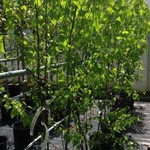 Japanese Birch  Whitespire Clump 5G
