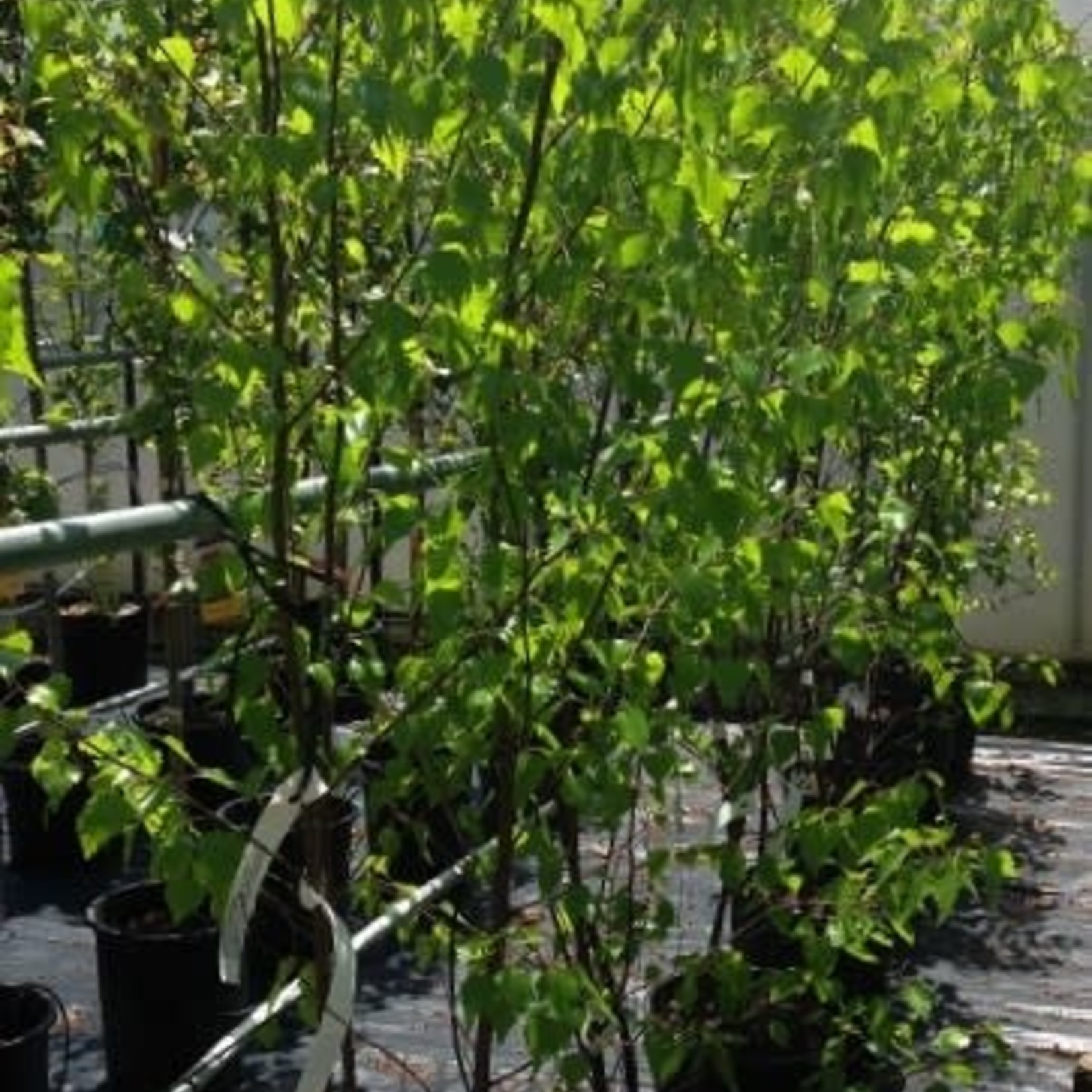 Japanese Birch  Whitespire Clump 5G