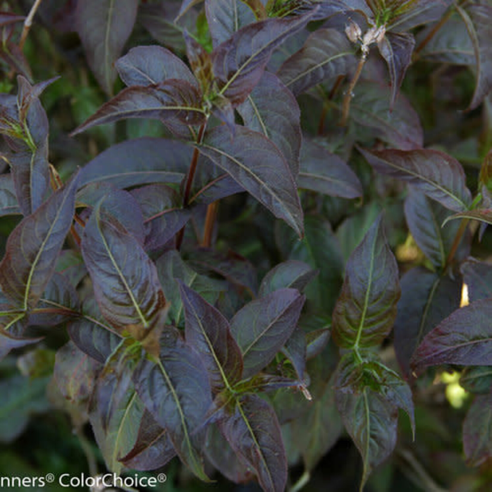 Bush Honeysuckle Kodiak Black 30cm / 2G