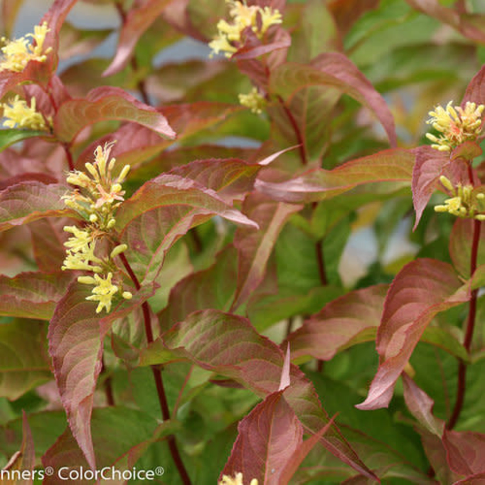 Bush Honeysuckle Kodiak Orange 2G