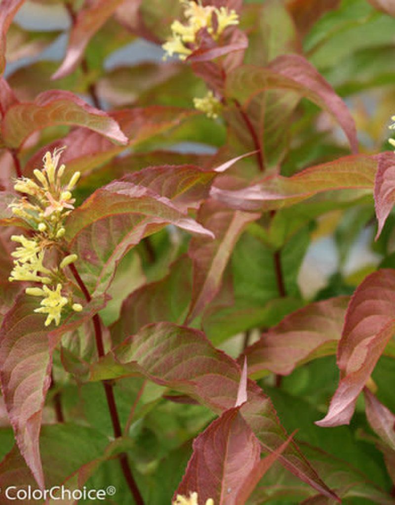 Bush Honeysuckle Kodiak Orange 2G Klomps Home and Garden