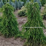 Spruce Norway Weeping 125 cm