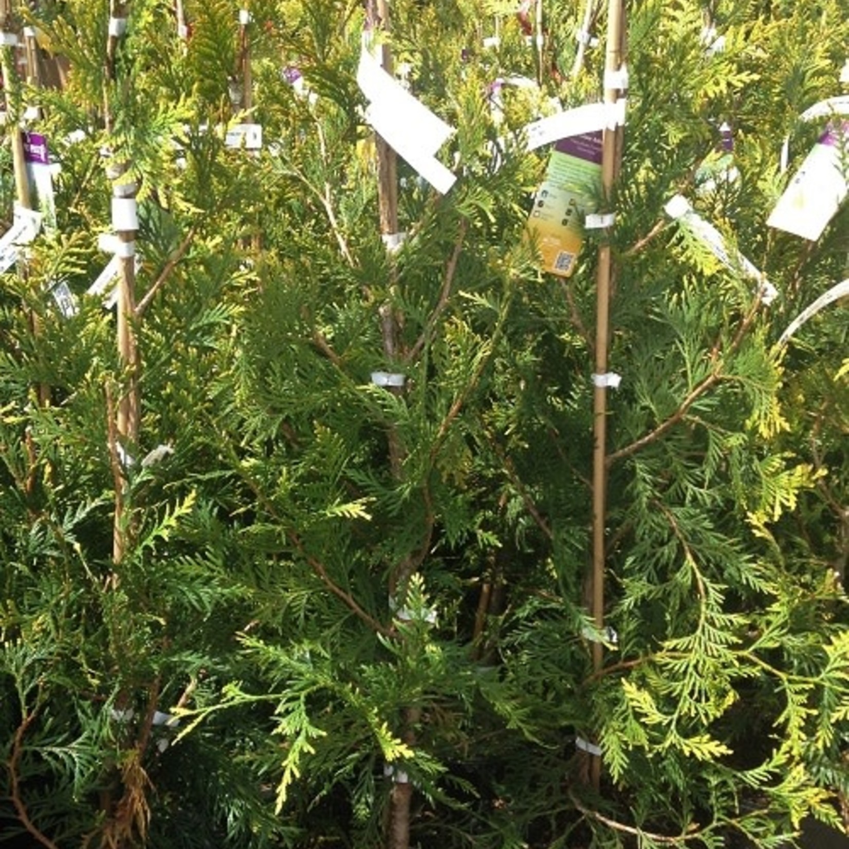 Cedar  Green Giant 5Gal.