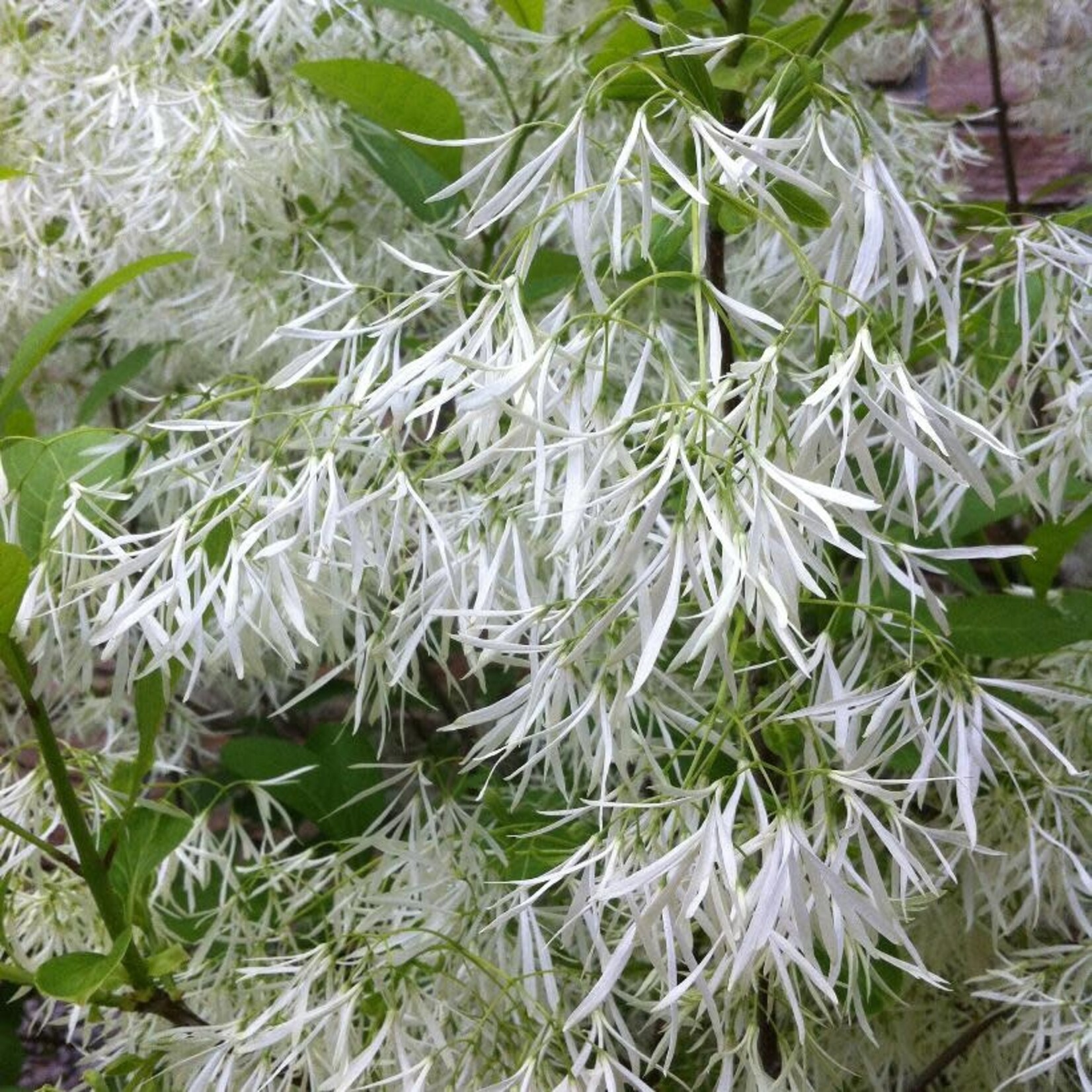 Fringe Tree (Chionanthus virginicus) 80cm / 5G
