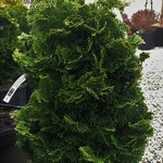 Hinoki False Cypress  Dwarf 3G