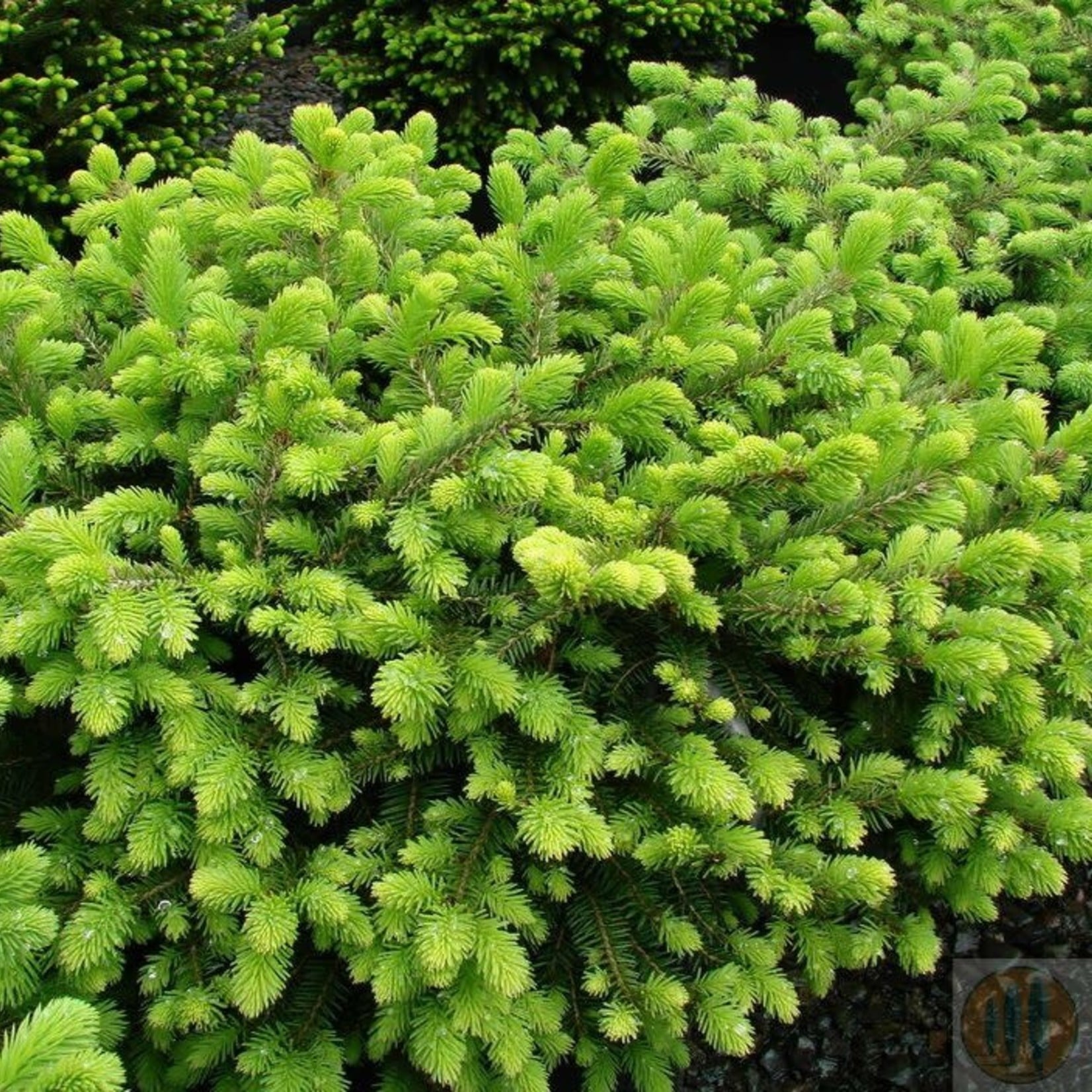 Picea abies 'Nidiformis'/Birds Nest Spruce 3Gal.