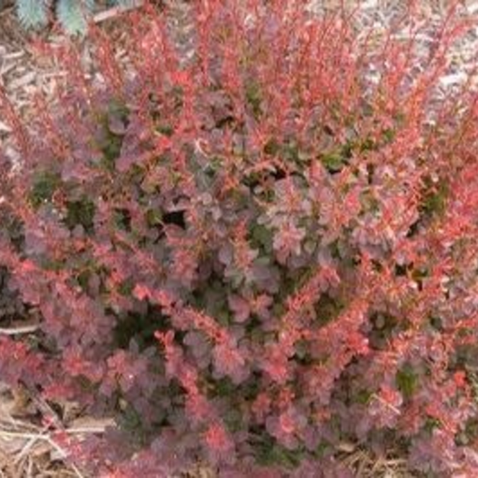 Barberry Royal Burgundy 2G