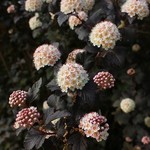 Ninebark  Diablo 2G