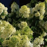 Hydrangea  Limelight 3G
