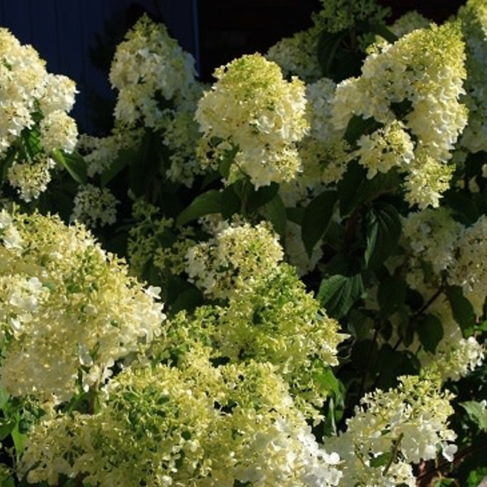 Hydrangea Limelight 3G