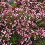 Proven Winner Weigela  'Czechmark Twopink' 2G