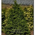 Hinoki False Cypress  Iseli Green 3G