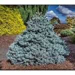 Spruce Colorado ' Blue Zafiro' 3G