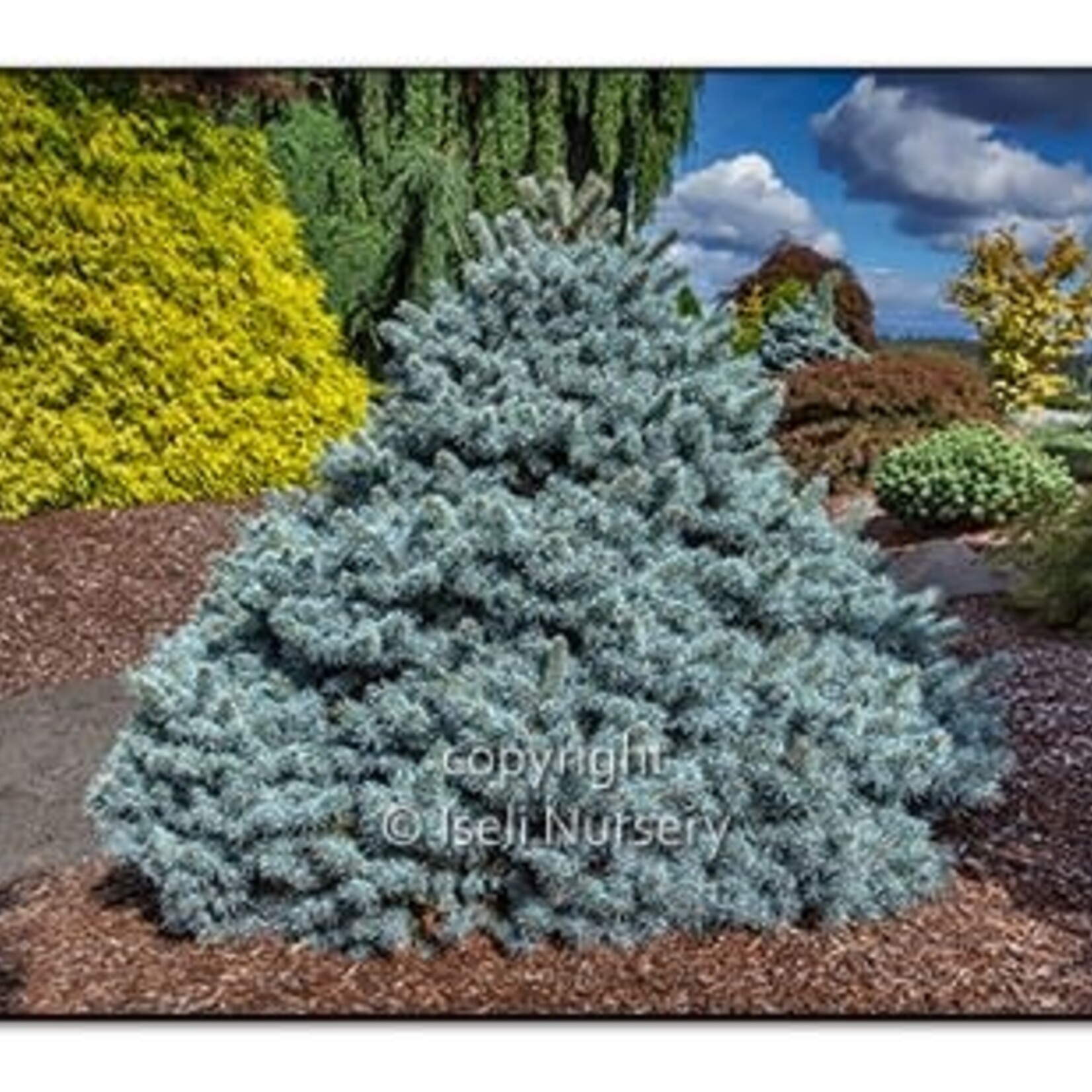 Colorado Spruce Blue Zafiro 3G