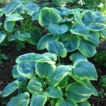 Hosta - Frances Williams 1G