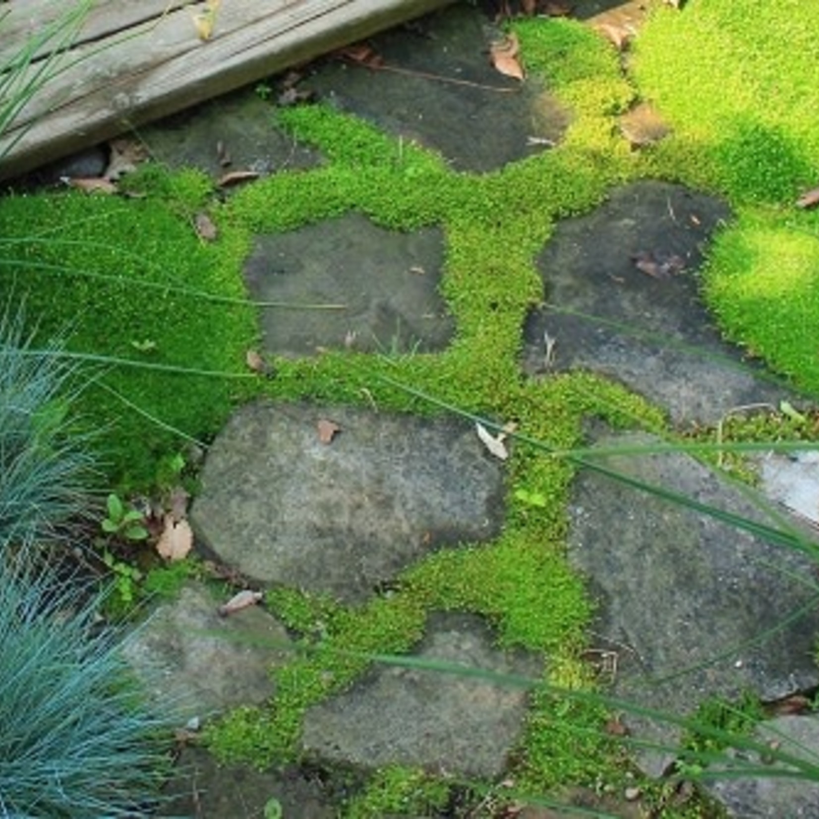 Sagina subulata / Irish Moss  Qt