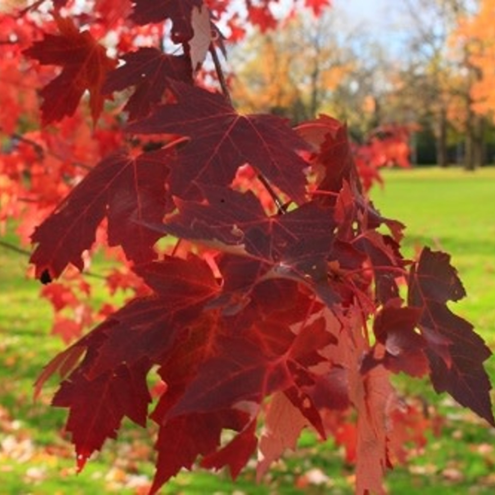 Red Maple 7G