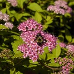 Spirea ' Goldmound' 2G