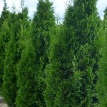 Cedar Emerald 150cm