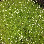 Sagina subulata'Aurea  Scotch Moss Qt