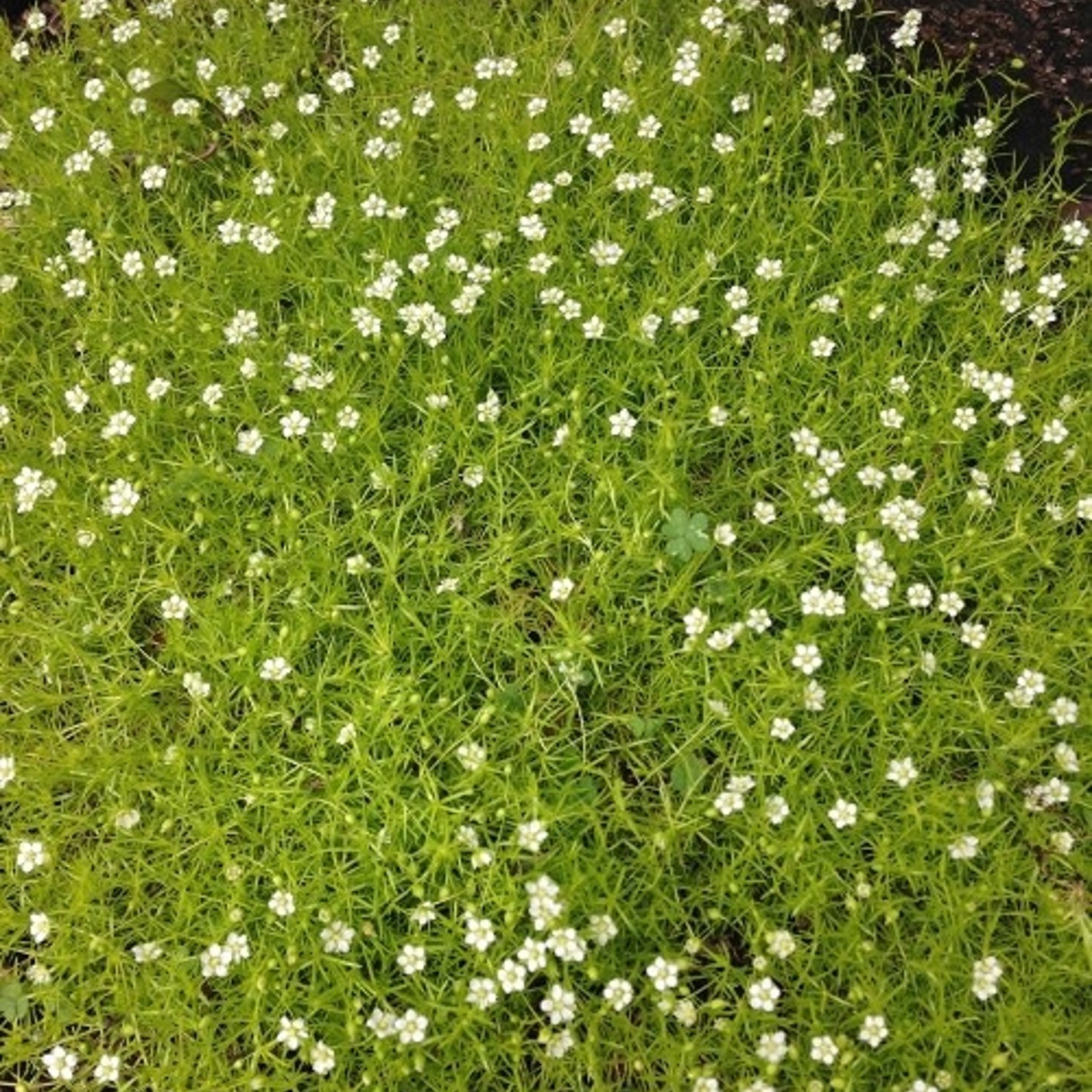 Sagina subulata'Aurea  Scotch Moss Qt