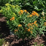 Butterfly Weed 1G