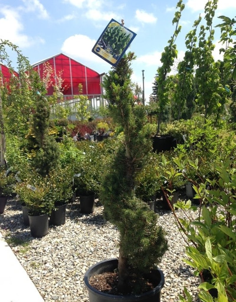 Dwarf Alberta Spruce Spiral 5G Klomps Home and Garden