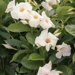 10" Mandevilla  HB - Asst.