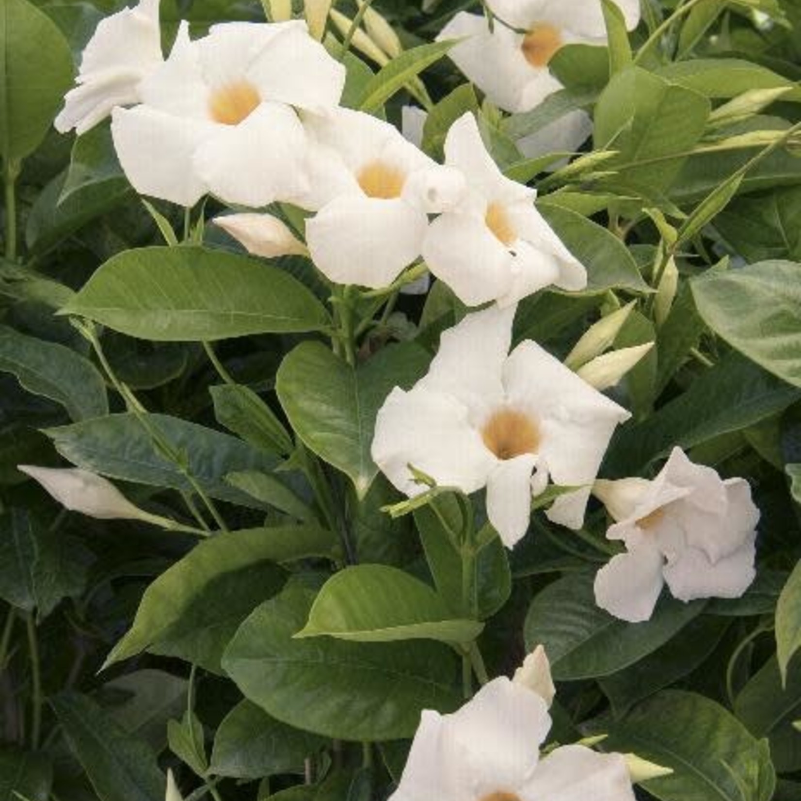 10" Mandevilla  HB - Asst.